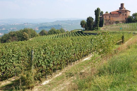 End of Summers - vineyards in the Langhe Piedmont Region, Italy
