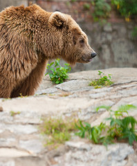 Fototapeta premium bear
