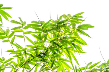 Bamboo leaves on white background.