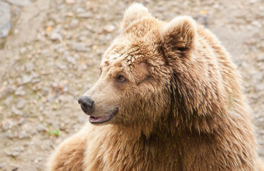 brown bear