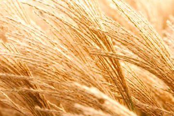 Withered grass in the sunshine