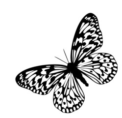 Butterfly, black