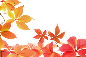 Herbstblätter, Rahmen,