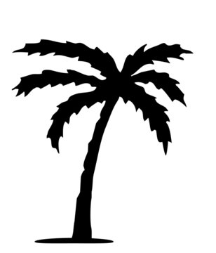 Palm tree. isolated