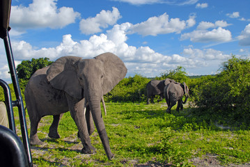 gigantic african elephant in wild savanna(National park Chobe, B