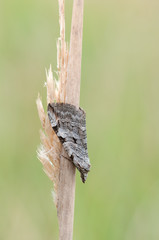 Aplocera plagiata