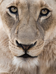 lion portrait