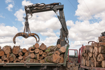 Loading of felled timber in a truck with crane
