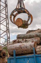 Loading of felled timber in a truck with crane