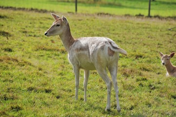 Dammwild (Dama Dama L.)