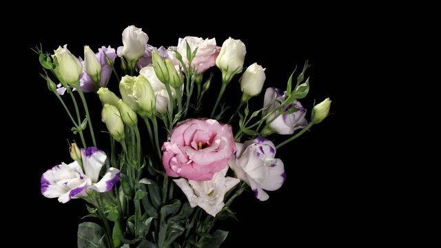Blooming colorful eustoma on the black background (Eustoma grand