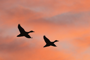Fototapeta na wymiar Dwie kaczki pływające na piękny wschód słońca niebo