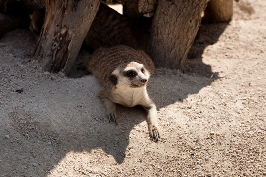 Furetto