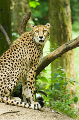 Fototapeta na wymiar Cheetah lub Acinonyx jubatus