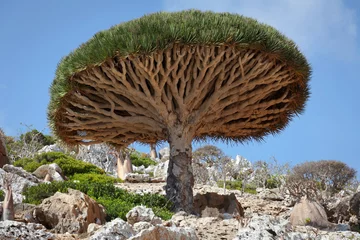 Deurstickers Drakenboom, Socotra-eiland, Jemen © sunsinger