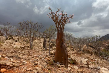 Door stickers Baobab Bottle tree, Socotra island, Yemen