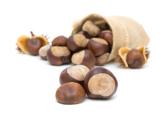 mature chestnuts