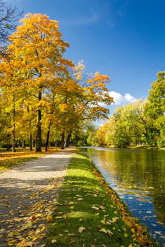 Fototapeta Yellow leaves in autumn park on the river
