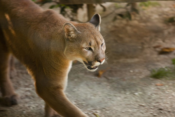 Puma © Fabio Roncaglia