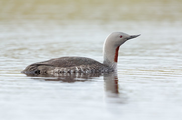 Sterntaucher, Red-throated diver, Gavia stellata