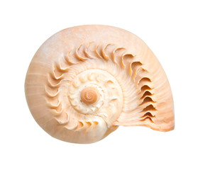 sea shell