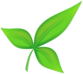 Vector of green leaves