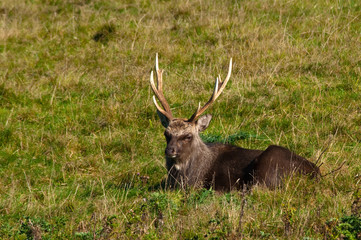 sika stag resting in winter sun