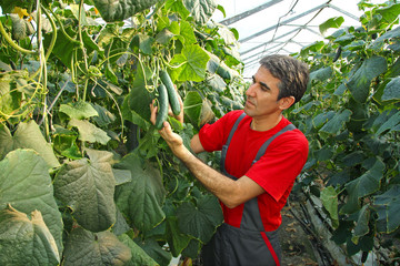 Farmer checking cucumber in a greenhouse