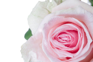 Pale pink 'Ensemble' rose, close-up