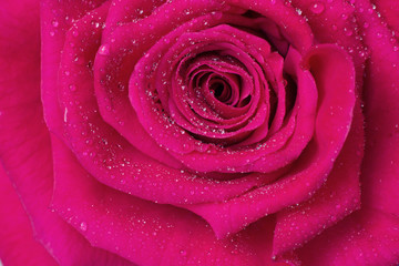 Deep pink 'Purple Power' rose, close-up