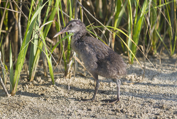 Virginia Rail