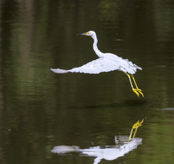 Snowy Egret