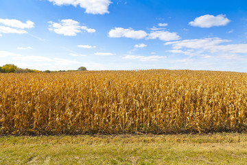 Golden Dry Corn On American Countryside