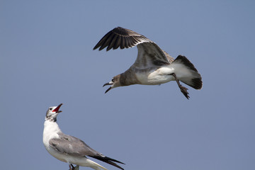 Birds talk