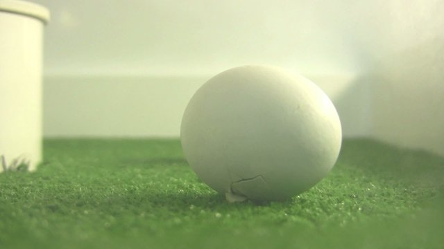 Egg about to hatch
