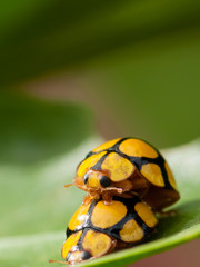 Ladybug Mating