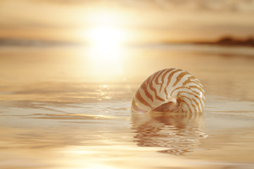 golden sunrise and nautilus shell in the sea