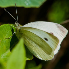 Cabbage White