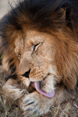 Lion cleaning himself