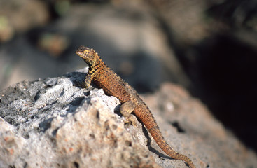 Brown Galapagos lizard