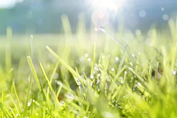 Foto op Plexiglas Sun shining above grass lawn background. Springtime © Stillfx