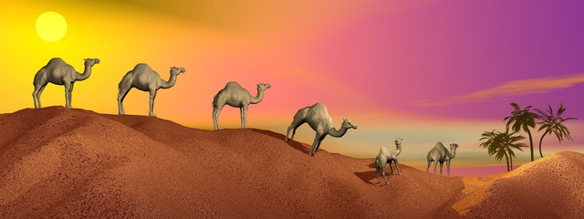 Fototapety  Wielbłądy na pustyni