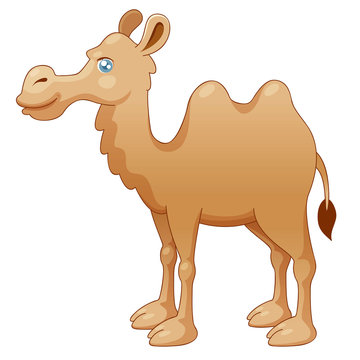 illustration of camel. Vector