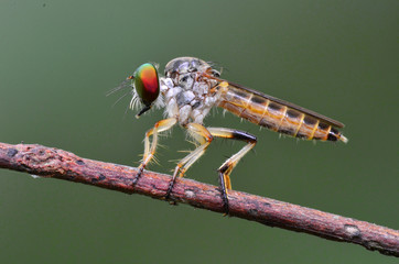 robberfly in the parks