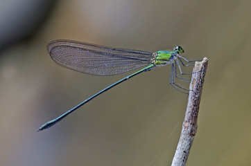 Vestalis amethystina male. Common Flashwing damselfly