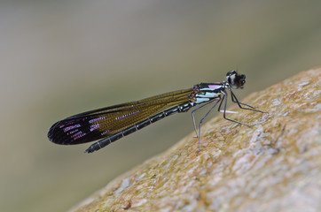 Heliocypha perforata male damselfly
