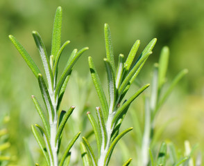 Two sprigs of rosemary on a natural green macro