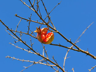 Drought: Cracked pomegranate on branch
