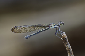 Heliocypha perforata female damselfly