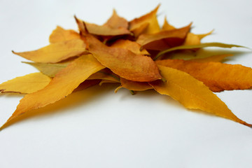 Picture of beautiful autumn leaves isolated on white